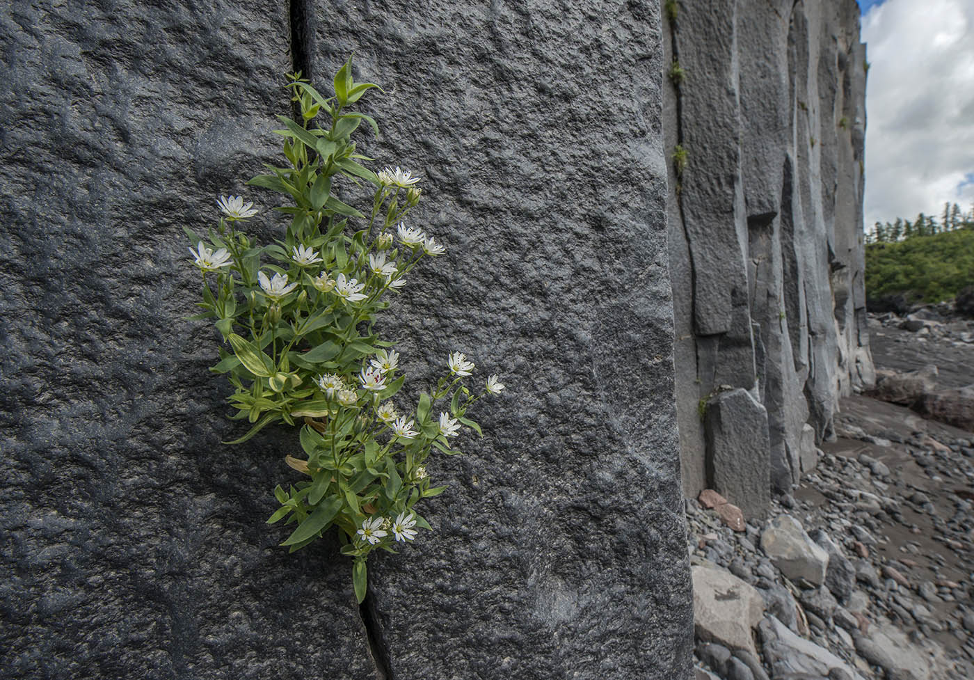 Image of genus Stellaria specimen.