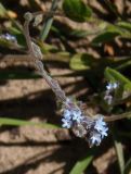 Myosotis micrantha. Соцветие. Украина, г. Запорожье, центральная часть о-ва Хортица, на песке. 26.04.2014.