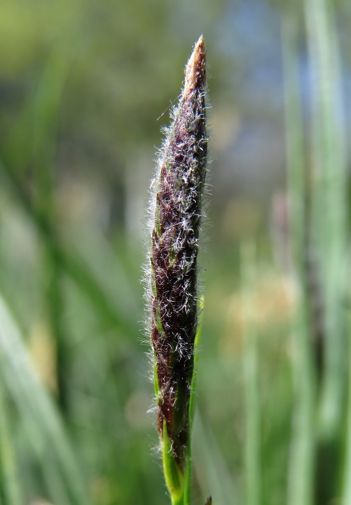 Изображение особи Carex hirta.