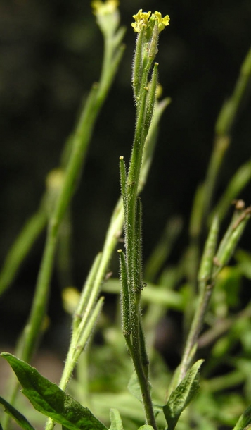 Image of Sisymbrium officinale specimen.