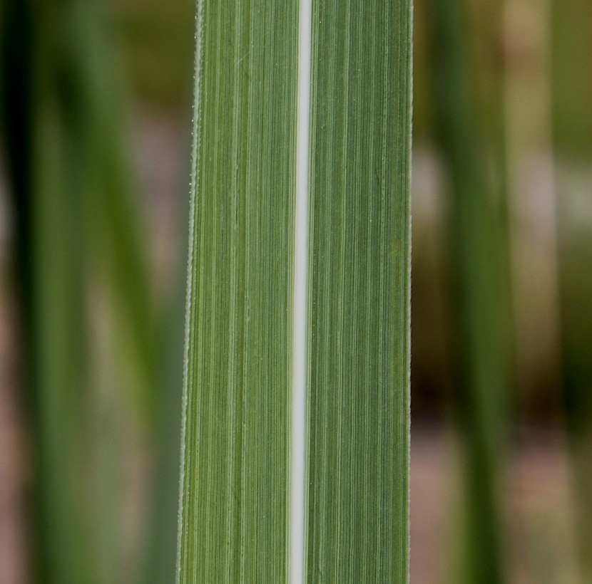 Image of Erianthus ravennae specimen.