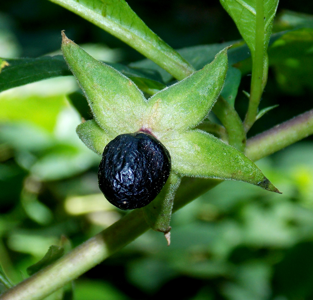 Image of Atropa caucasica specimen.