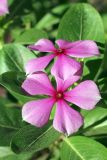 Catharanthus roseus