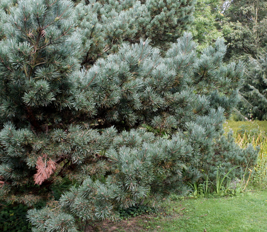 Изображение особи Pinus sylvestris.