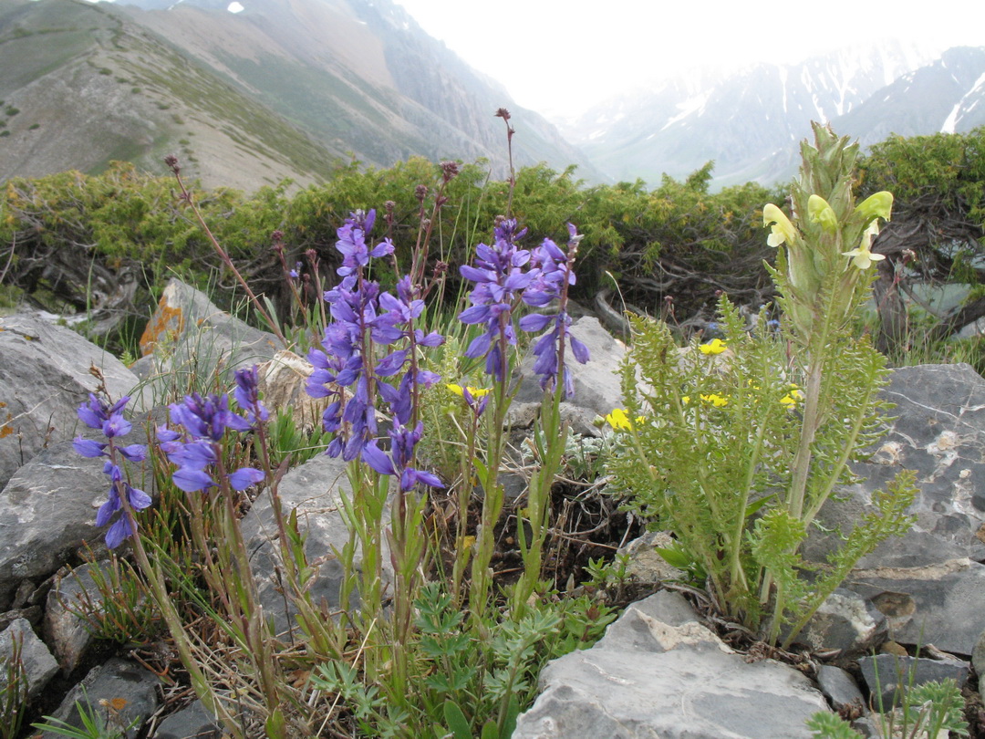 Image of Polygala hybrida specimen.