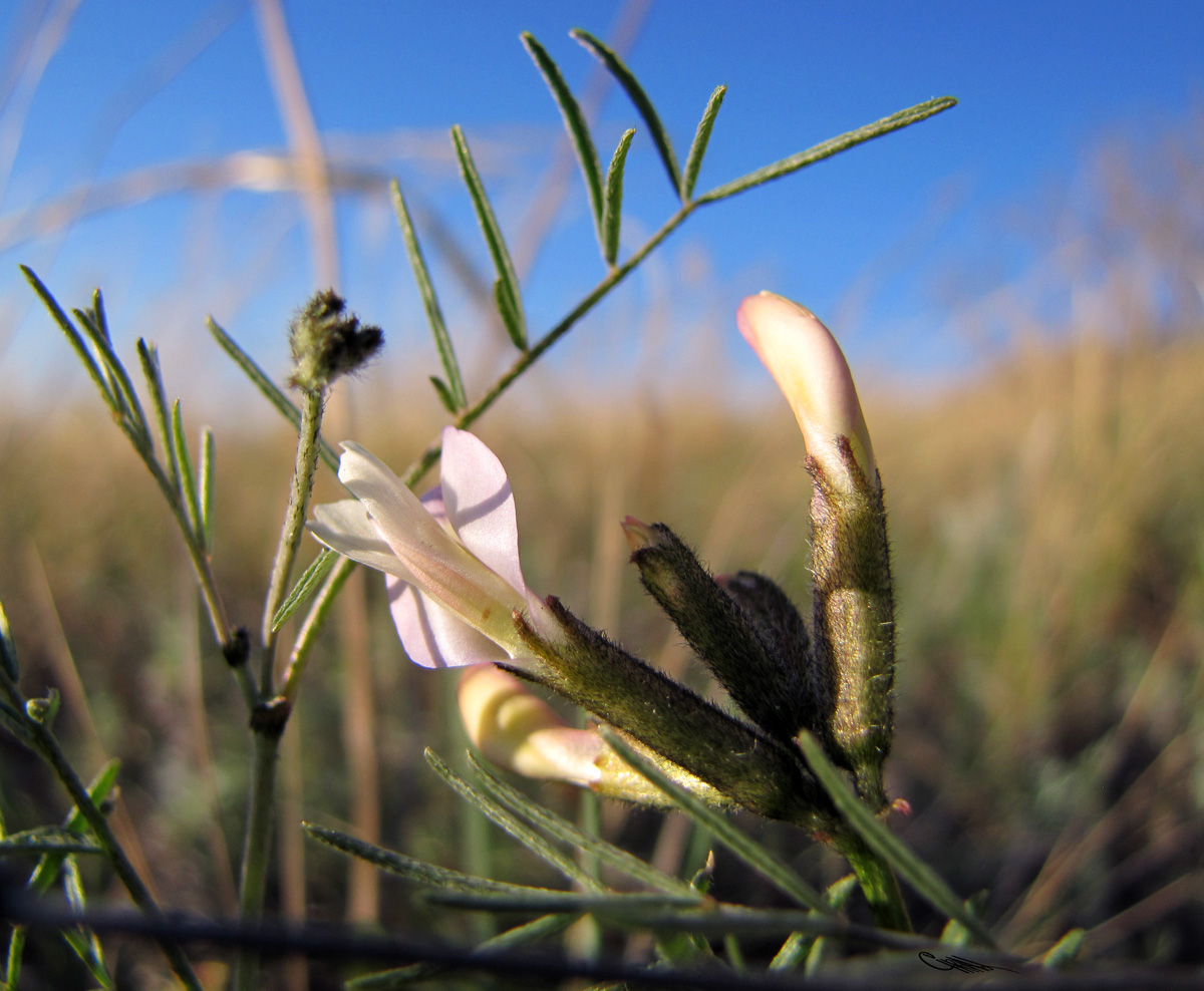 Image of Astragalus stenoceras specimen.