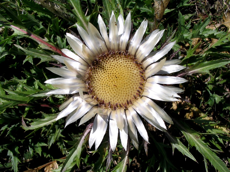 Image of Carlina acaulis specimen.