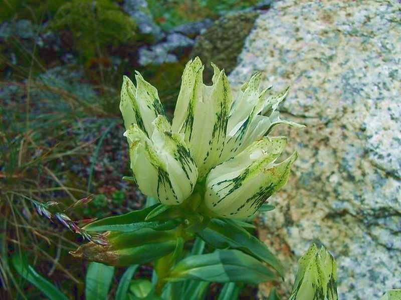 Изображение особи Gentiana algida.