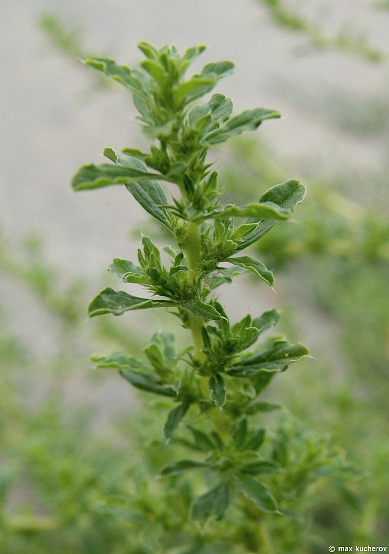 Image of Amaranthus albus specimen.