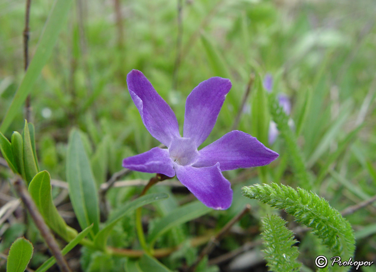 Image of Vinca herbacea specimen.