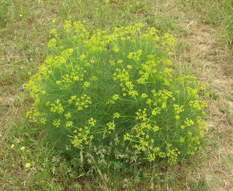 Image of Prangos ornata specimen.