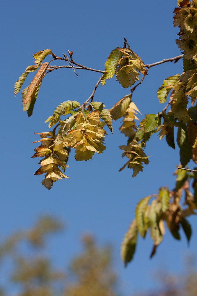 Image of Carpinus orientalis specimen.