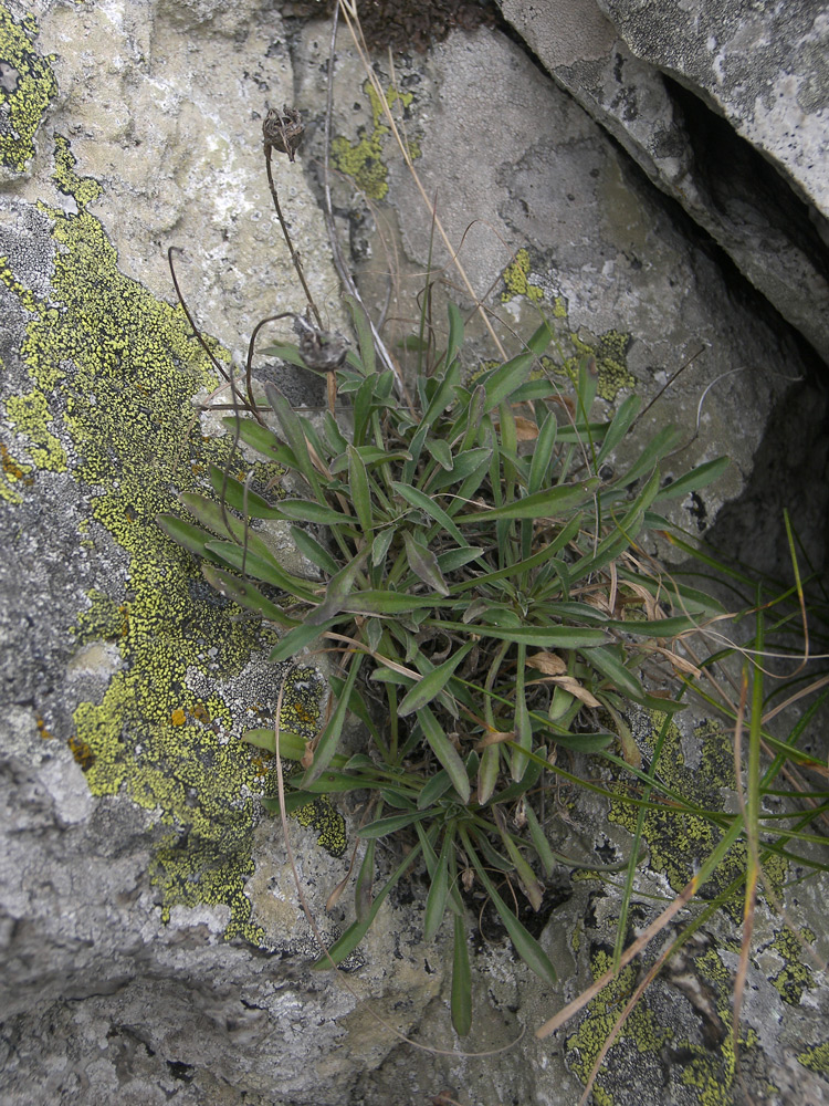 Image of Campanula saxifraga specimen.