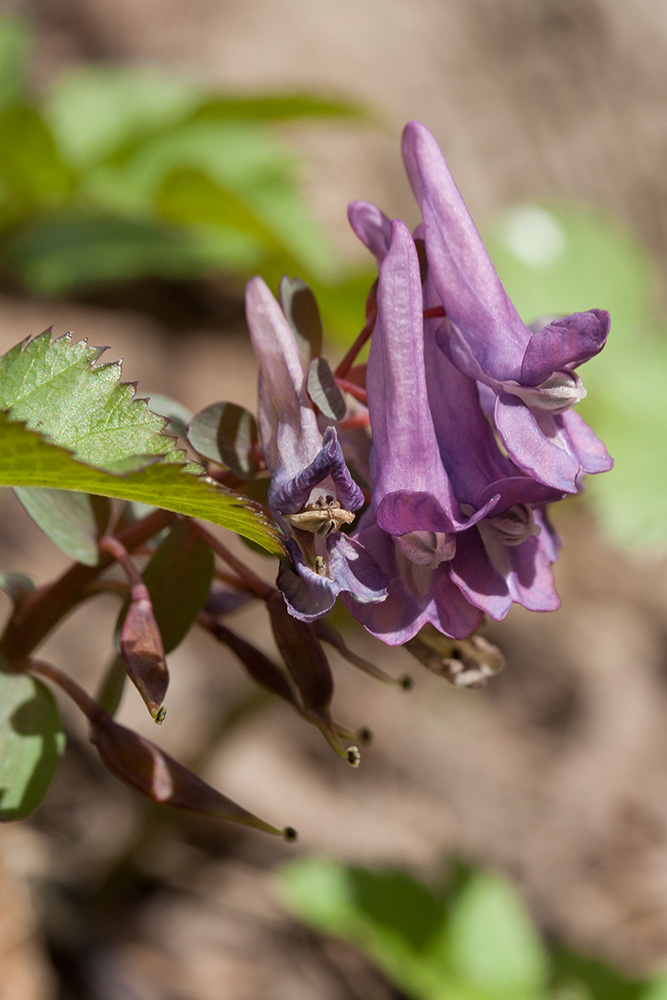 Изображение особи Corydalis solida.