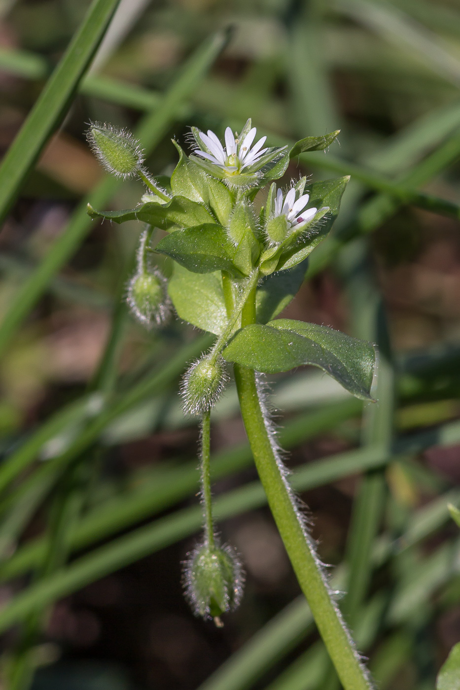 Изображение особи Stellaria neglecta.