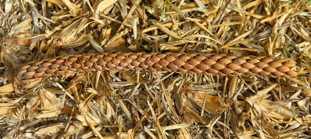 Image of Araucaria heterophylla specimen.