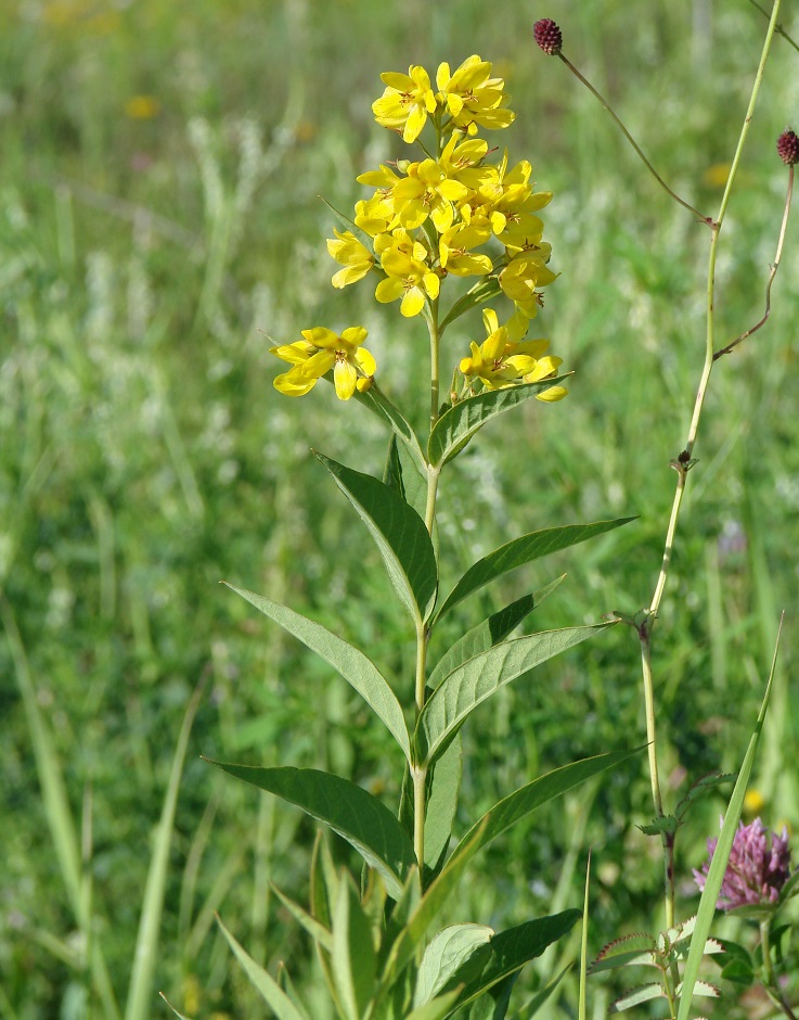 Изображение особи Lysimachia davurica.