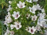 Echium decaisnei. Часть соцветия. Испания, Канарские о-ва, Гран Канария, муниципалитет Mogán, окр. населённого пункта Tasarte. 28 февраля 2010 г.