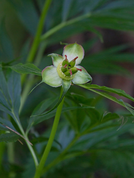 Изображение особи Paeonia anomala.