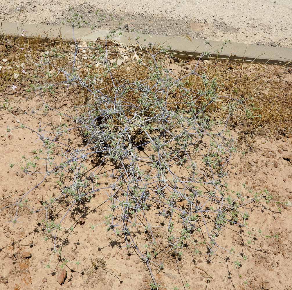 Image of Eryngium creticum specimen.