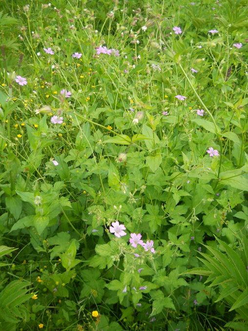 Image of Geranium gracile specimen.