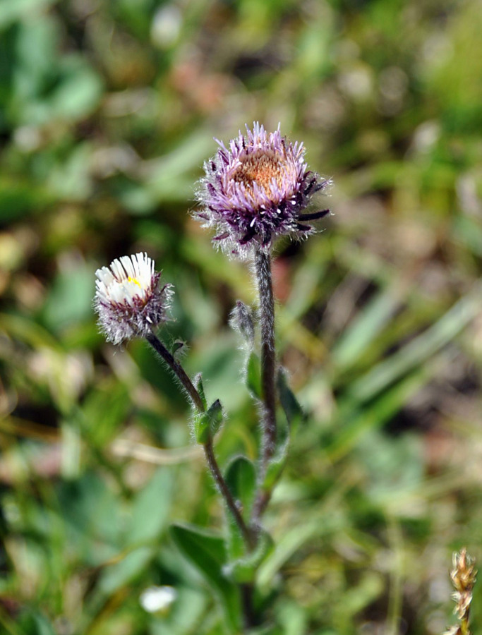 Image of Erigeron eriocalyx specimen.