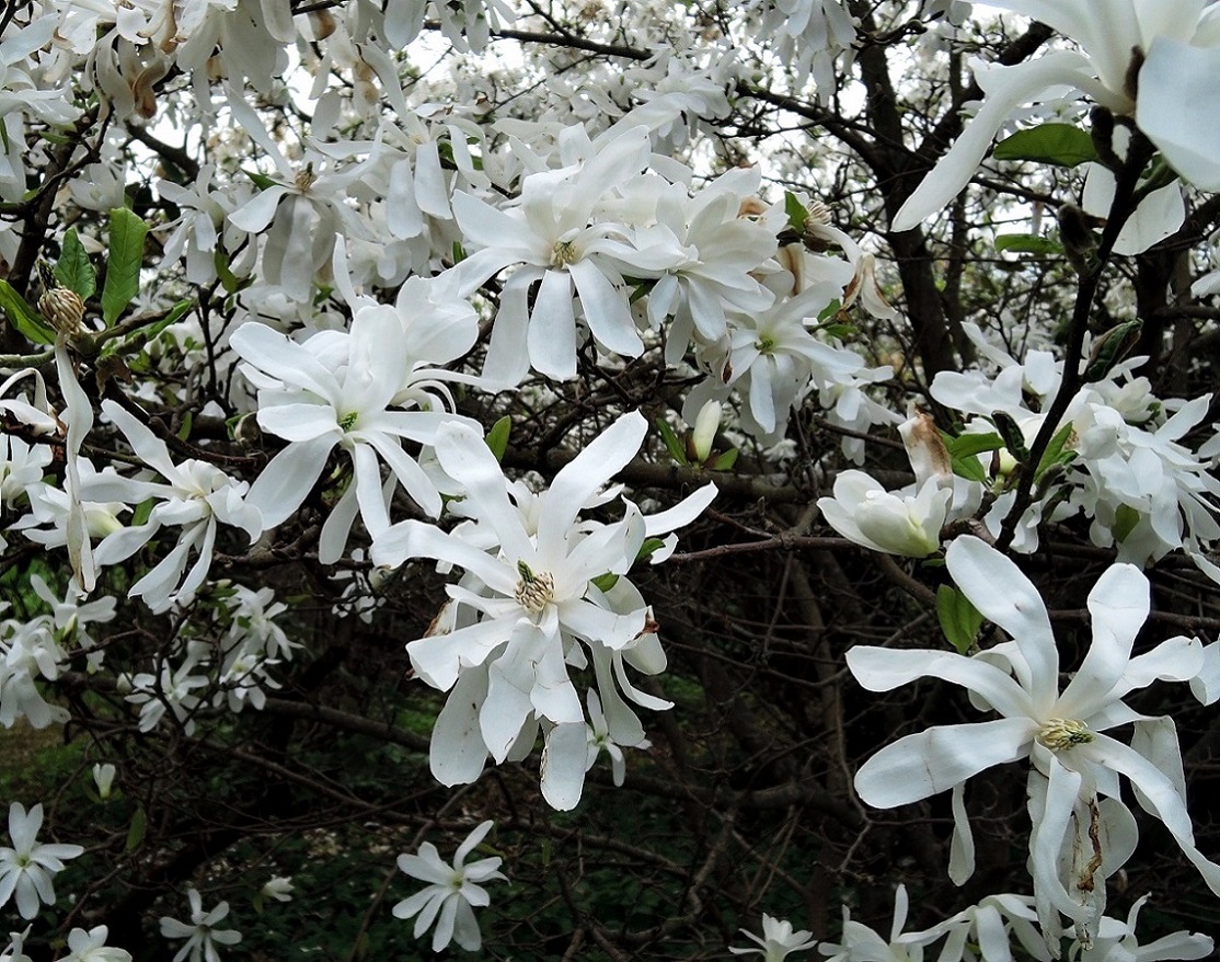 Изображение особи Magnolia stellata.