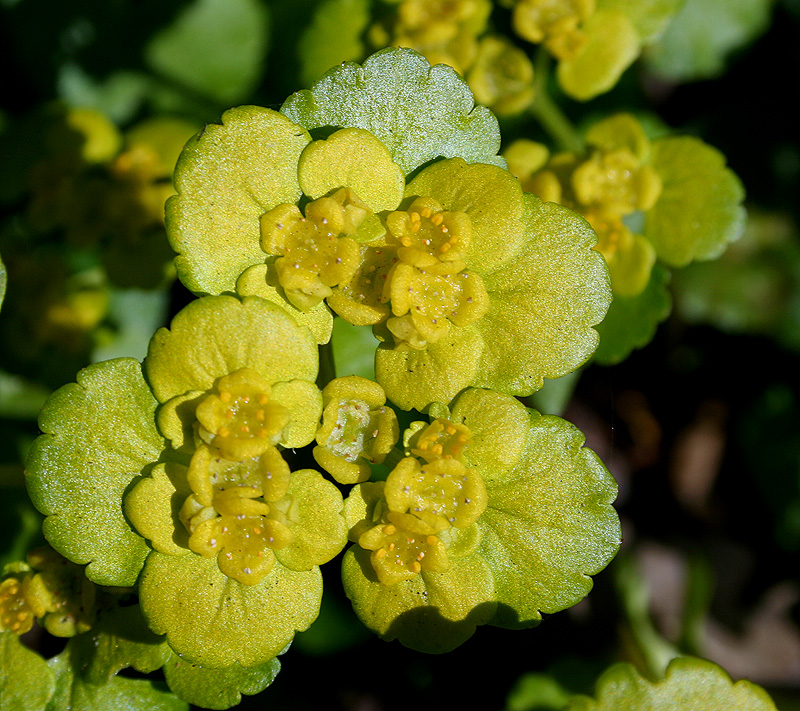 Image of Chrysosplenium alternifolium specimen.