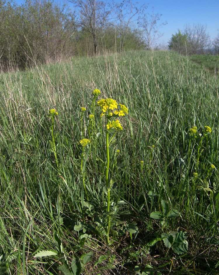 Изображение особи Barbarea vulgaris.