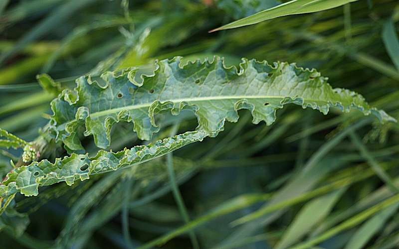 Изображение особи Rumex crispus.