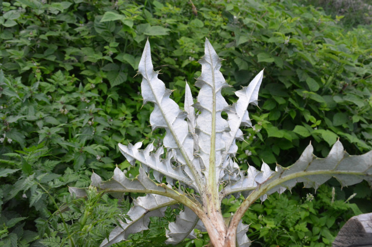 Image of familia Asteraceae specimen.