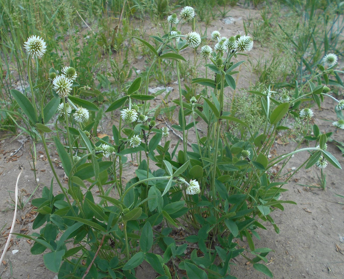 Изображение особи Trifolium montanum.