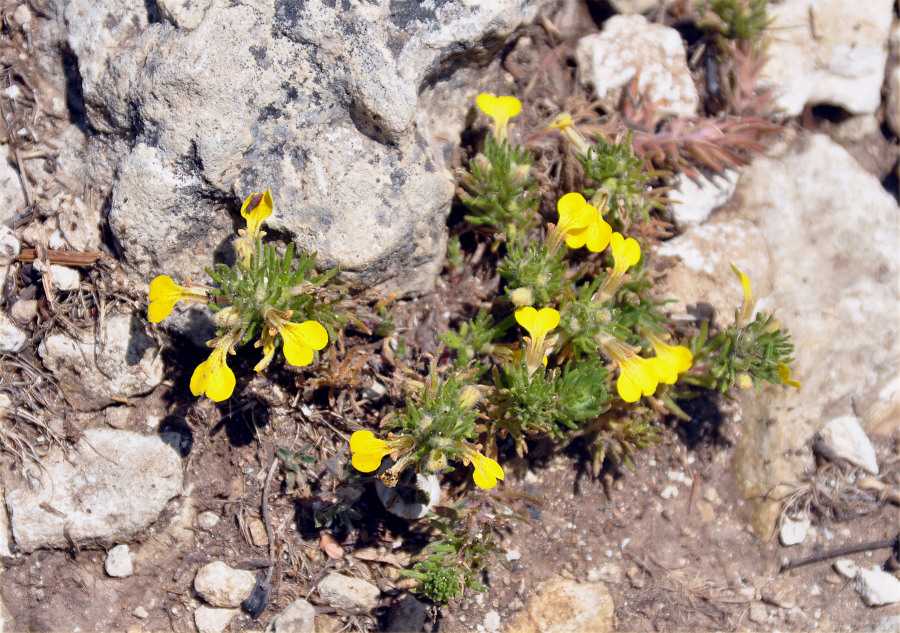 Image of Ajuga chia specimen.