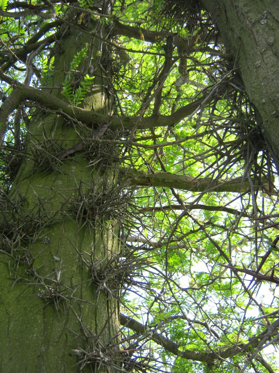 Image of Gleditsia triacanthos specimen.