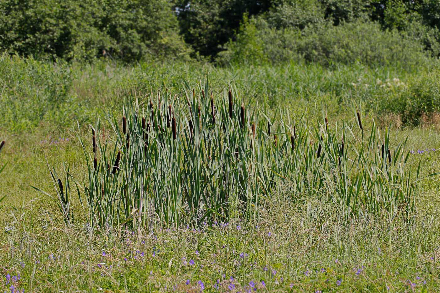 Image of Typha latifolia specimen.