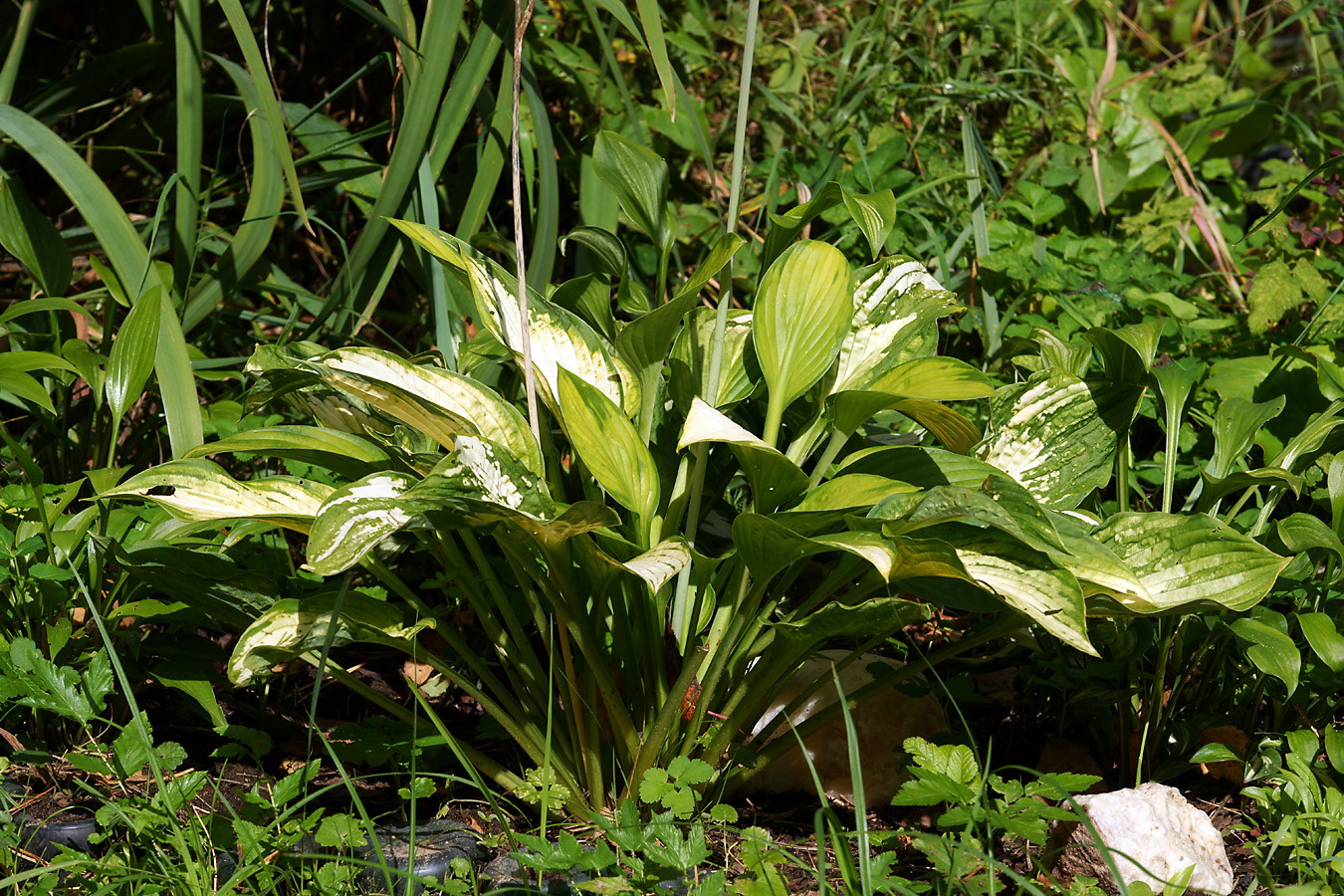 Image of genus Hosta specimen.