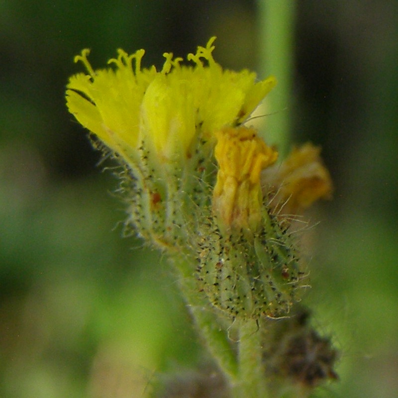 Image of genus Pilosella specimen.