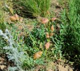 Astragalus physocarpus