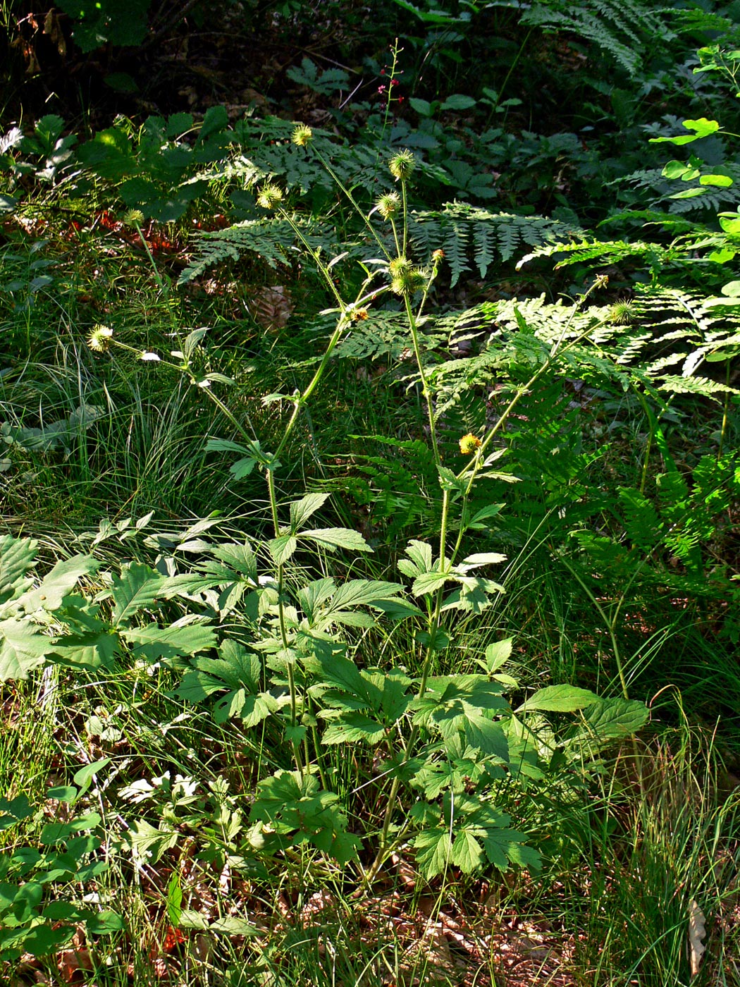 Изображение особи Geum aleppicum.