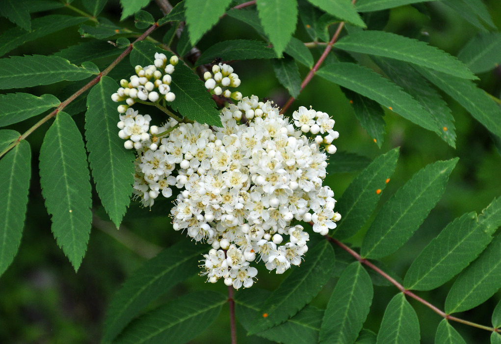 Image of Sorbus aucuparia specimen.