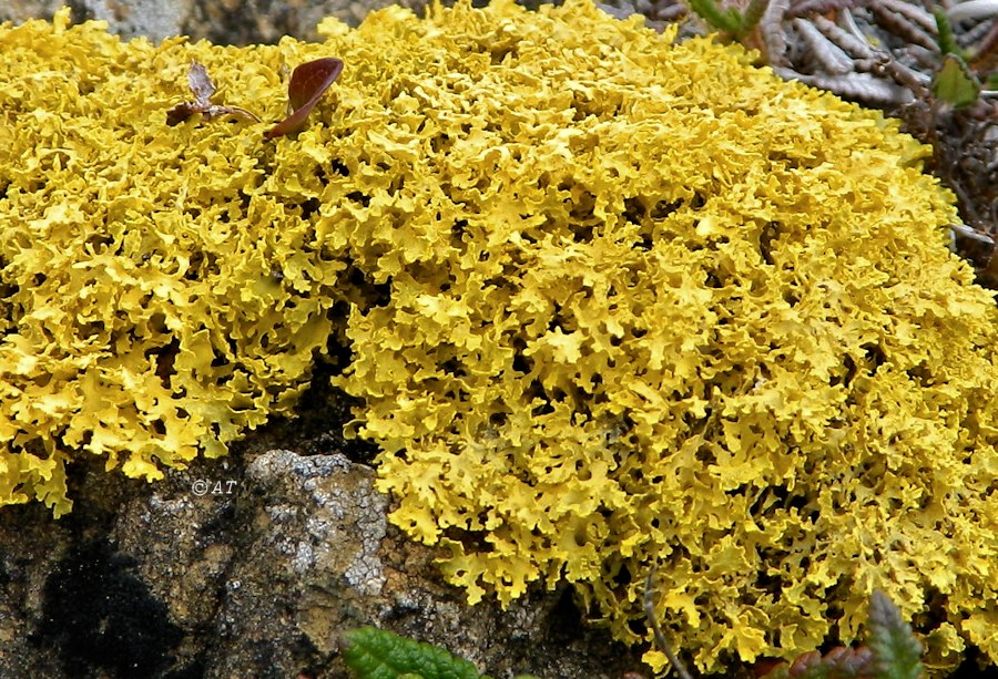 Image of Vulpicida tilesii specimen.