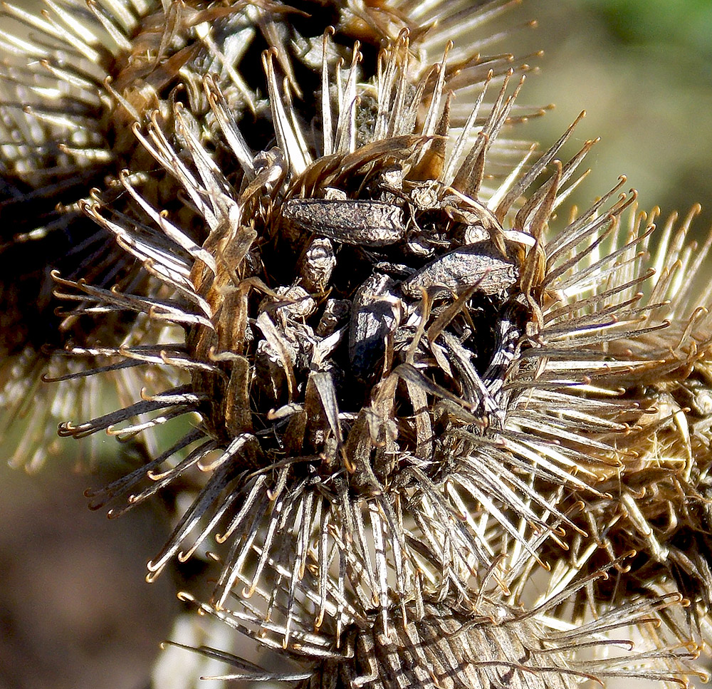 Image of Arctium lappa specimen.