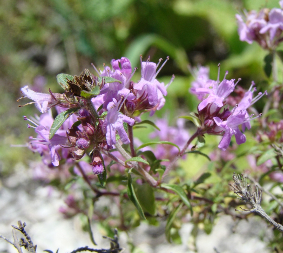 Image of Thymus dubjanskyi specimen.