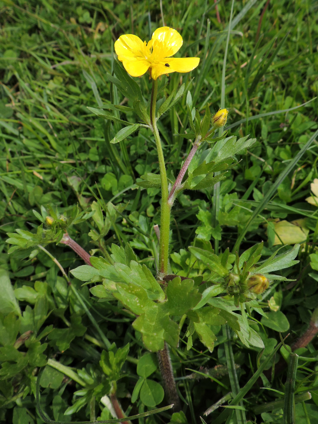 Изображение особи Ranunculus sardous.