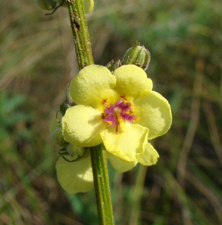 Image of Verbascum marschallianum specimen.