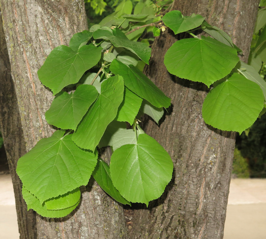 Image of Tilia tomentosa specimen.