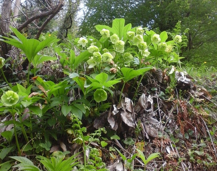 Image of Helleborus caucasicus specimen.