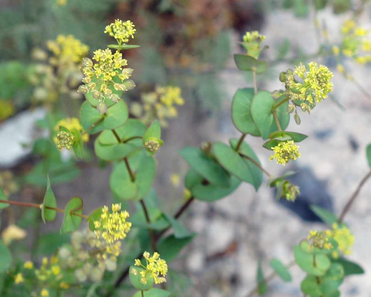 Image of Lepidium perfoliatum specimen.