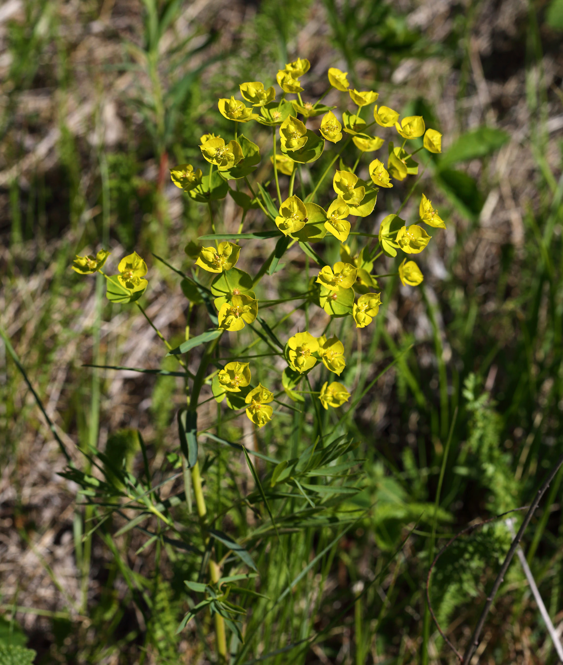 Изображение особи Euphorbia virgata.