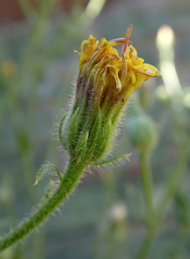 Изображение особи Crepis rhoeadifolia.